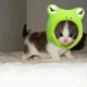 Illustration for article titled The Wonderful World of Cat Cosplay